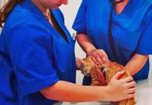 AUXILIAR DE VETERINARIA