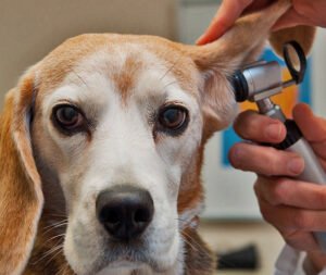 AUXILIAR DE VETERINARIA